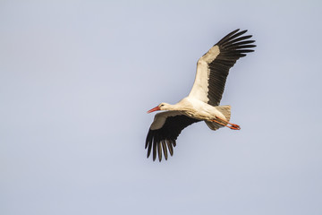 Weißstorch (ciconia ciconia)