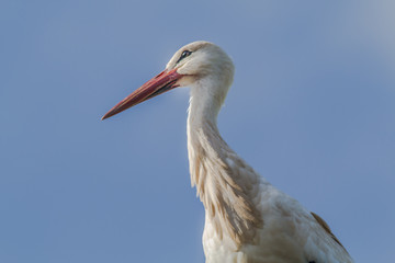 Weißstorch (ciconia ciconia)