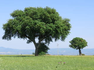 Alberi