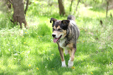 Wet Dog Walking Through Woods