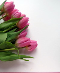 Pink Tulips on a white background