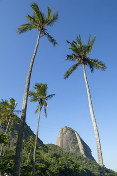 Sugarloaf Mountain Rio Brazil Palm Trees 