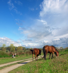 Fototapeta na wymiar Two horses walking on the pasture