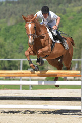 horse jumping
