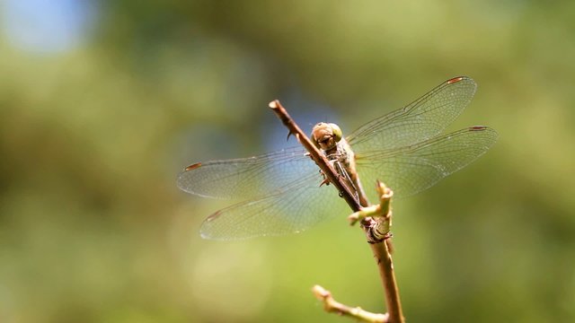 Dragonfly resting on branch, taking off and landing