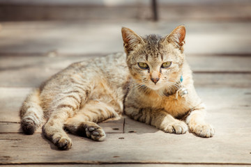 Fototapeta na wymiar Portrait of brown eyed cat on old wooden