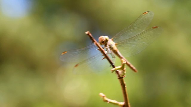 Dragonfly resting on branch, taking off and landing