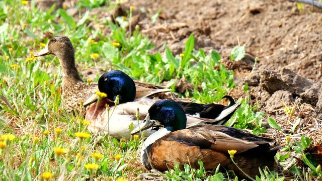 Ducks resting on the soil of an orchard (4K)