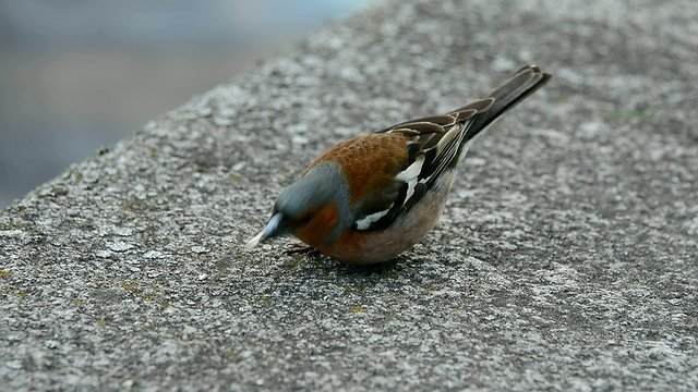 Bird Chaffinch pecking seeds on the waterfront in the Park