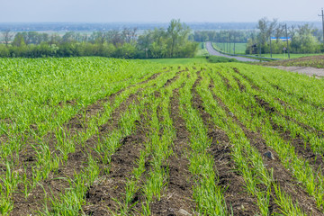 Fototapeta na wymiar Field with green shoots of spring wheat