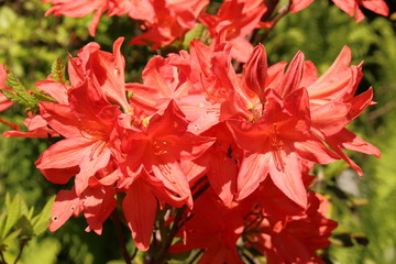 Japanese Azalea flowers (Rhododendron Japonicum) in Innsbruck