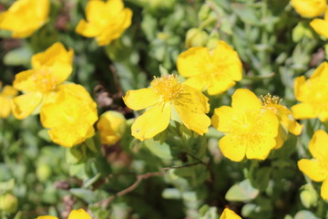 Buttercup flowers (Ranunculus) in Innsbruck, Austria