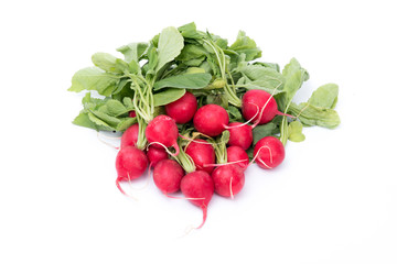 rapanelli isolati in studio