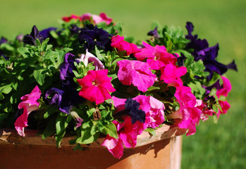 Flores de nuestro jardín