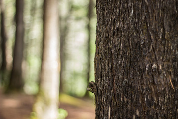 árbol con fondo bokeh 