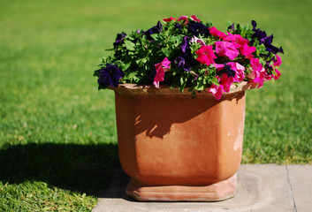 Flores de nuestro jardín