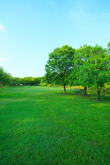 beautiful morning light in public park with green grass field an