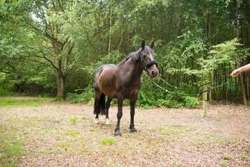 Beautiful Horse Posing for Camera