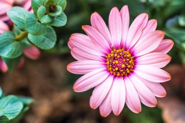 Obraz premium デイジー