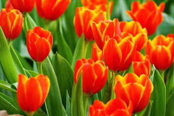 Orange tulips flower