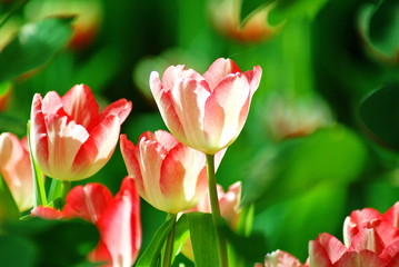 Beautiful Pink tulip in sunlight