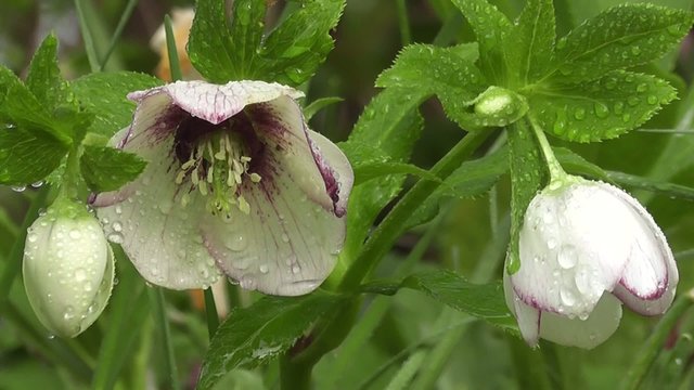 Beautiful Rain soaked Hellebore Flowers in Spring Close up