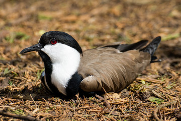 Spur-winged Lapwing