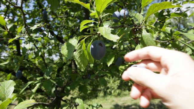 Farmer handpicking ripen plum fruit - closeup
