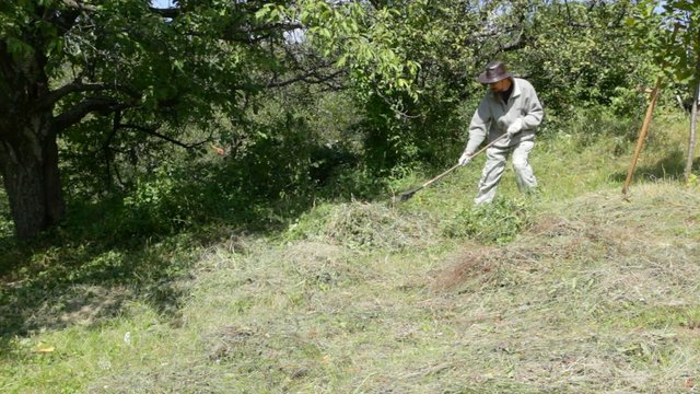 Farmer working in field - using gardening rake