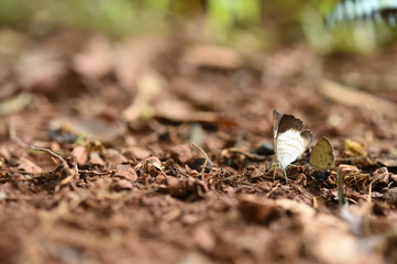 Butterfly on the ground, Nature in thailand