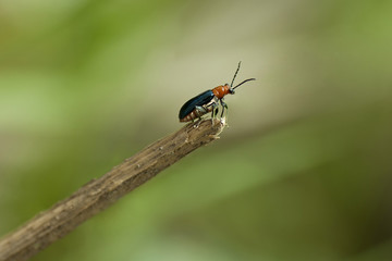 Ladybug