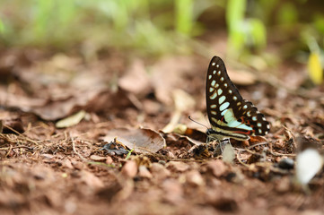 Butterfly on the ground, Nature in thailand