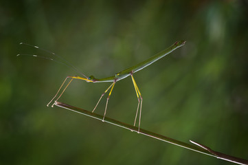 Mantis