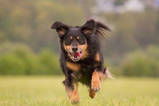 Ein Hund rennt voller Freude &uuml;ber eine Wiese 