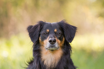 Ein Portrait von einem Hund der aufmerksam in die Kamera guckt