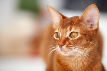 Cute red cat posing