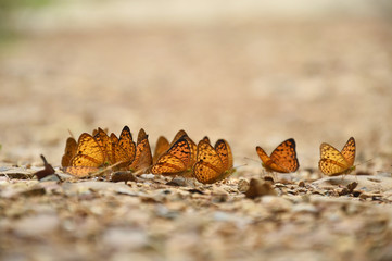 Orange Large yeoman butterfly on floor, Nature in thailand