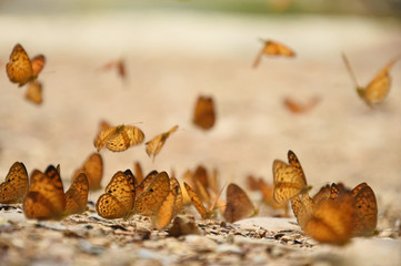 Orange Large yeoman butterfly on floor, Nature in thailand