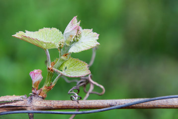 The inflorescence of grapes