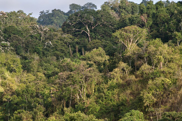 Beautiful landscape of a ceibo tree forest in Manabi, Ecuador