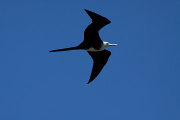 Fototapeta na wymiar Female frigate bird flying around Machalilla National Park