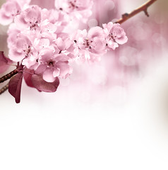 Flowering branch of pear