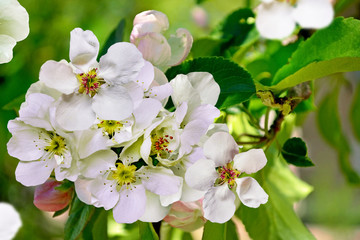 Flowering branch of pear
