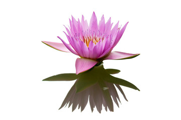 Pink lotus isolated on white background