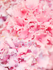 Obraz na płótnie Canvas Pink Flowers