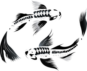 Couple of koi carp