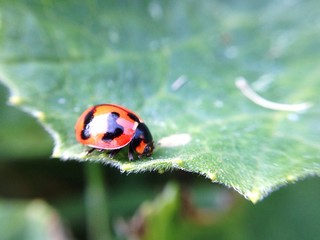 ladybug on green leaf