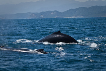 Fototapeta premium Beautiful humpback whales in the coast of Ecuador