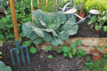 chou vert dans carré potager avec outil de jardinage