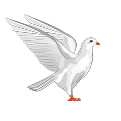 White pigeon in flight vector